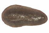 Fossil Tummy Tooth Worm (Didontogaster) Pos/Neg - Illinois #189503-1
